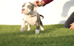 American Pit Bull Terrier perros en venta: American pitbull terrier de mucha calidad  - Imagen 6