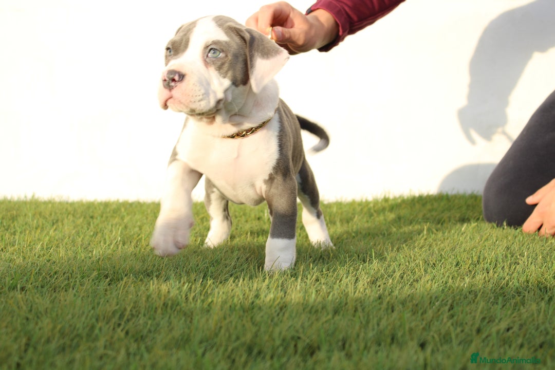 American Pit Bull Terrier perros en venta: American pitbull terrier de mucha calidad  - Imagen 6