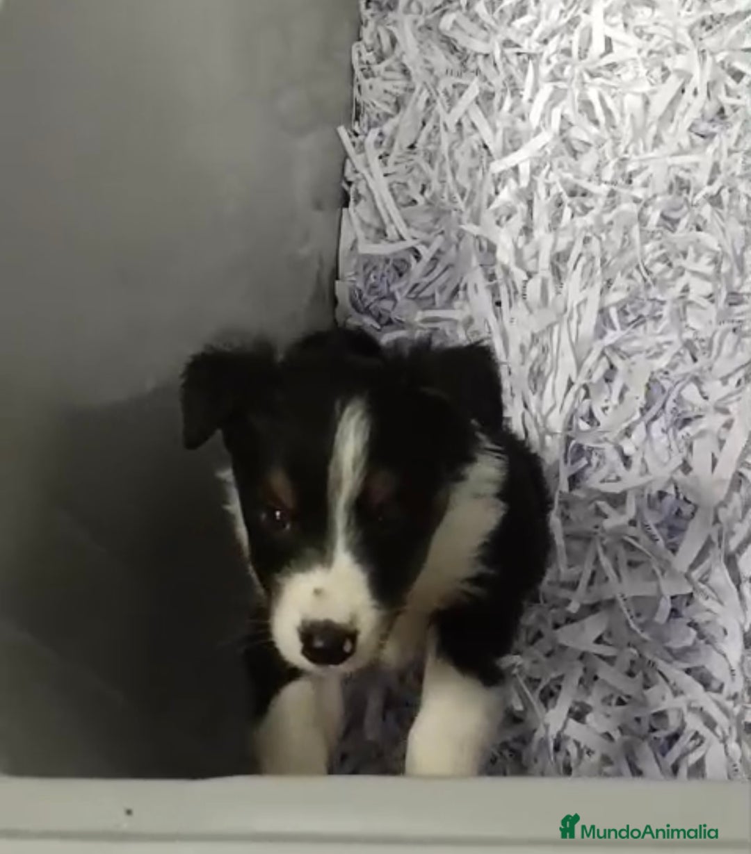 Border Collie perros en venta: BEBÉS DE BORDER COLLIE - Anuncio 2