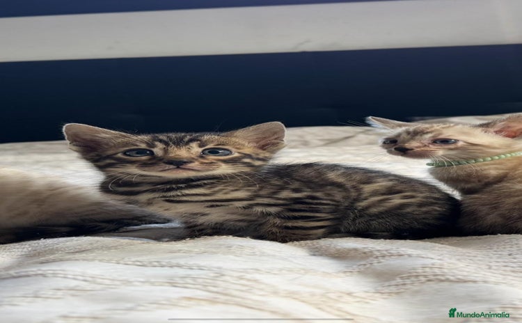 Bengalí gatos - Anuncio 1