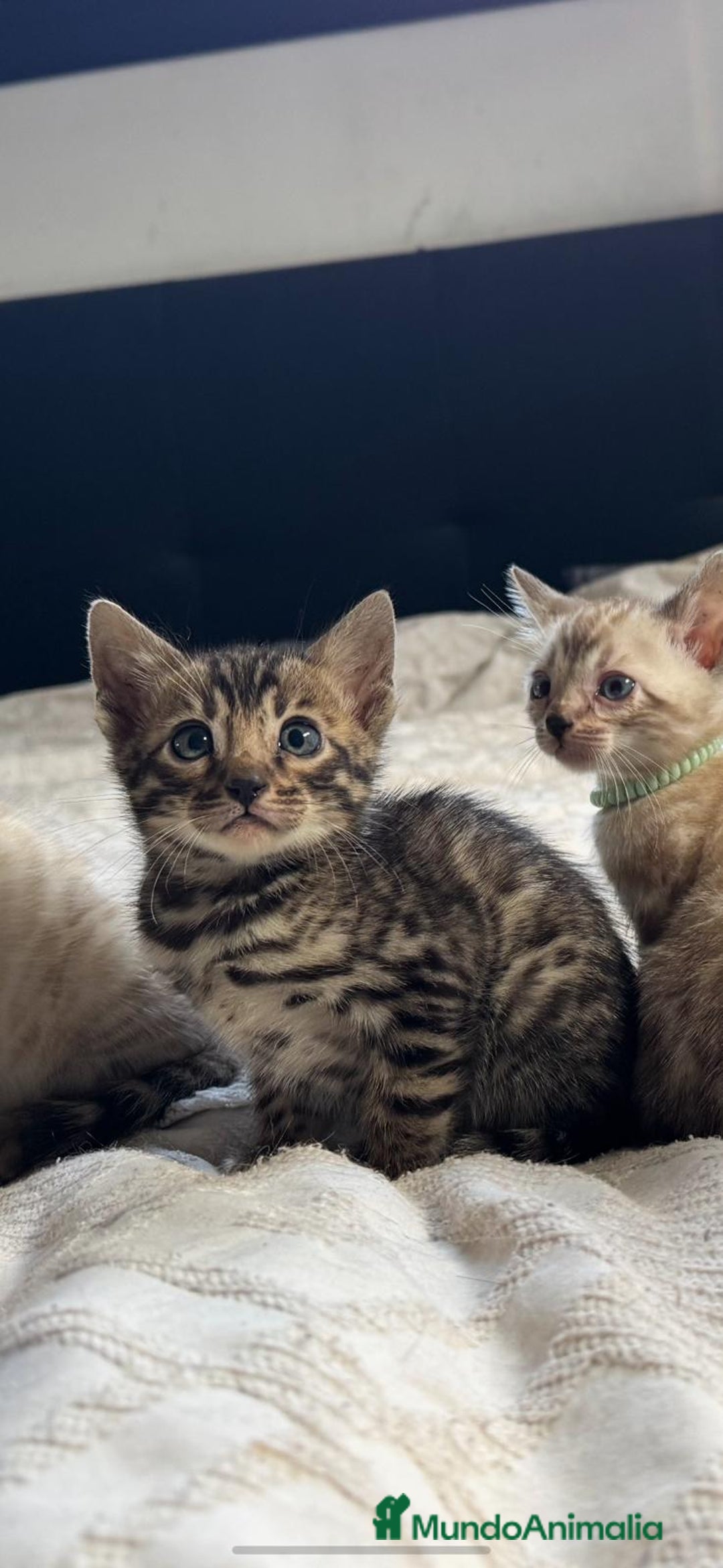 Bengalí gatos en venta: Gatitos bengalíes  - Imagen 1
