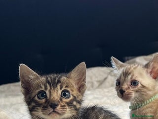 Bengalí gatos - Anuncio 9