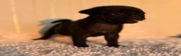 Carlino - Pug perros en venta: Carlino-pug macho - Anuncio 1