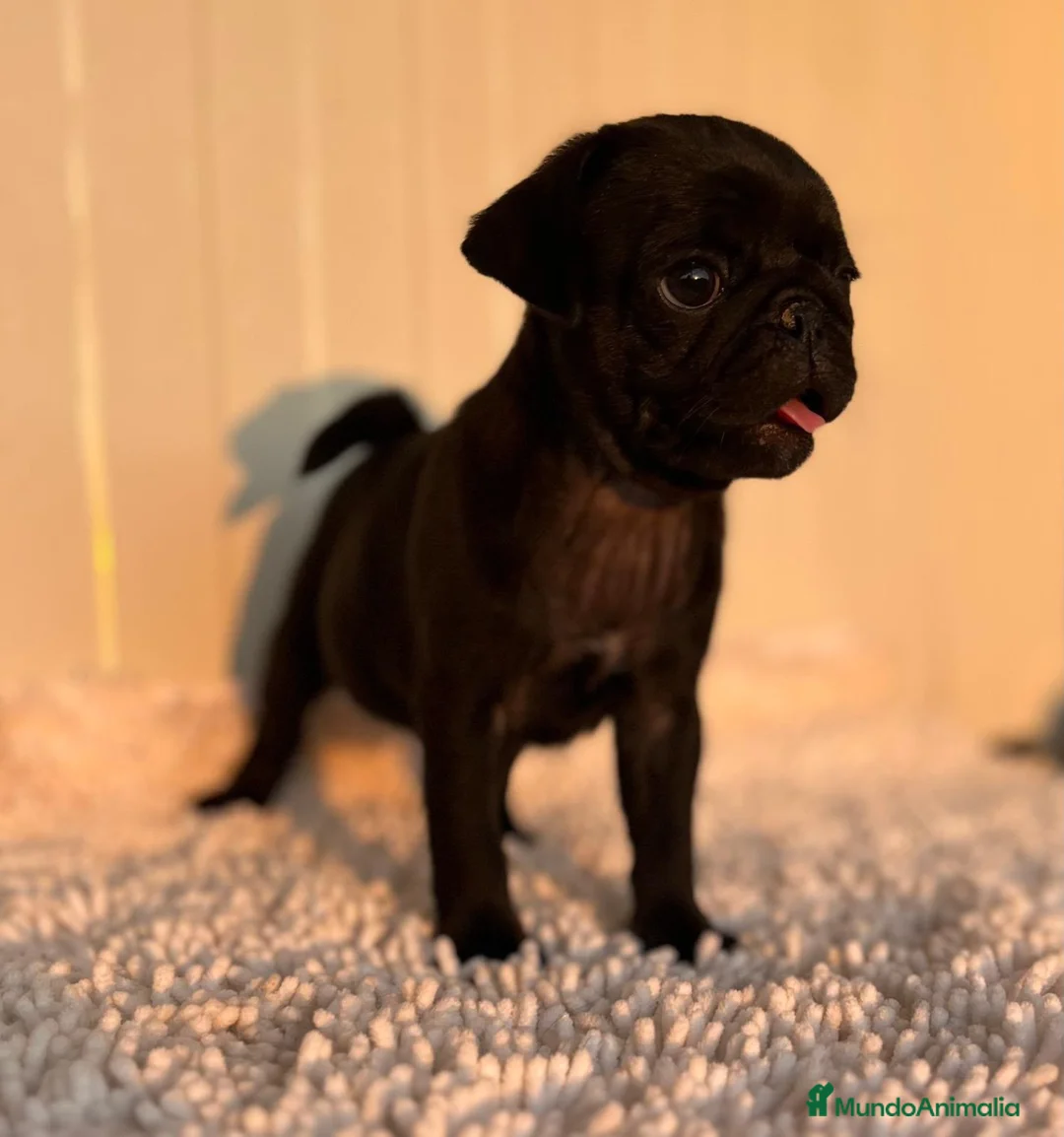 Carlino - Pug perros en venta: Carlino-pug macho - Anuncio 1