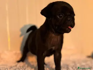 Carlino - Pug perros Carlino-pug macho - Anuncio 2