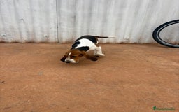 Basset Hound perros en venta: Basset hound último macho - Anuncio 8