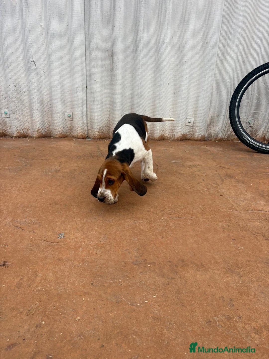 Basset Hound perros en venta: Basset hound último macho - Anuncio 8