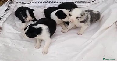 Border Collie perros - Anuncio 5