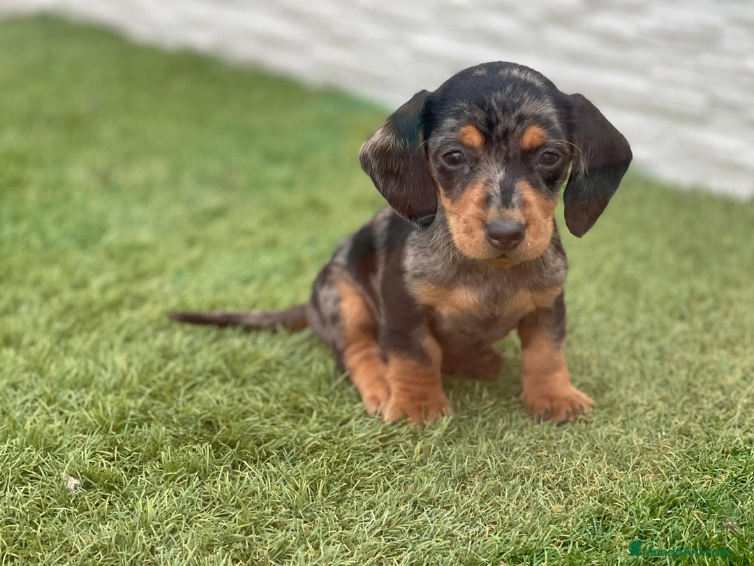 Teckel Miniatura perros en venta: Teckel miniatura  - Imagen 6