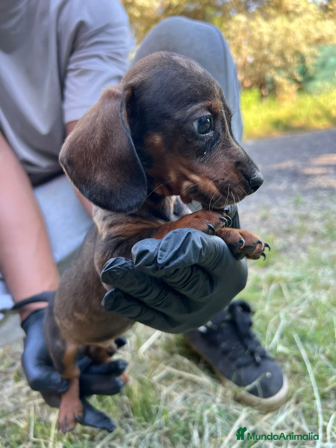 Teckel Miniatura perros en venta: Teckel mini  - Anuncio 2