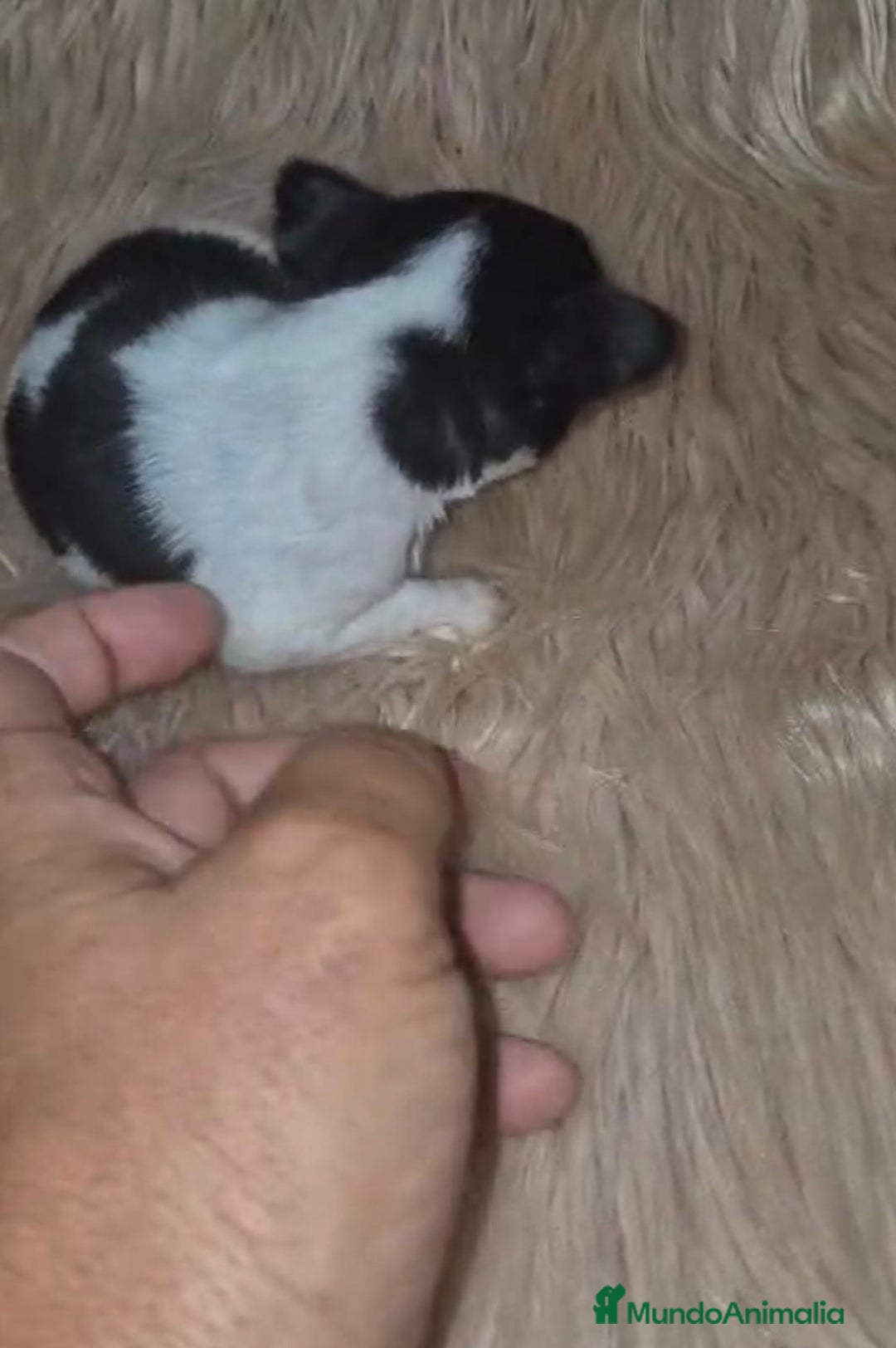 Chihuahua perros en venta: Chihuahuas rusos mini toy  - Imagen 14