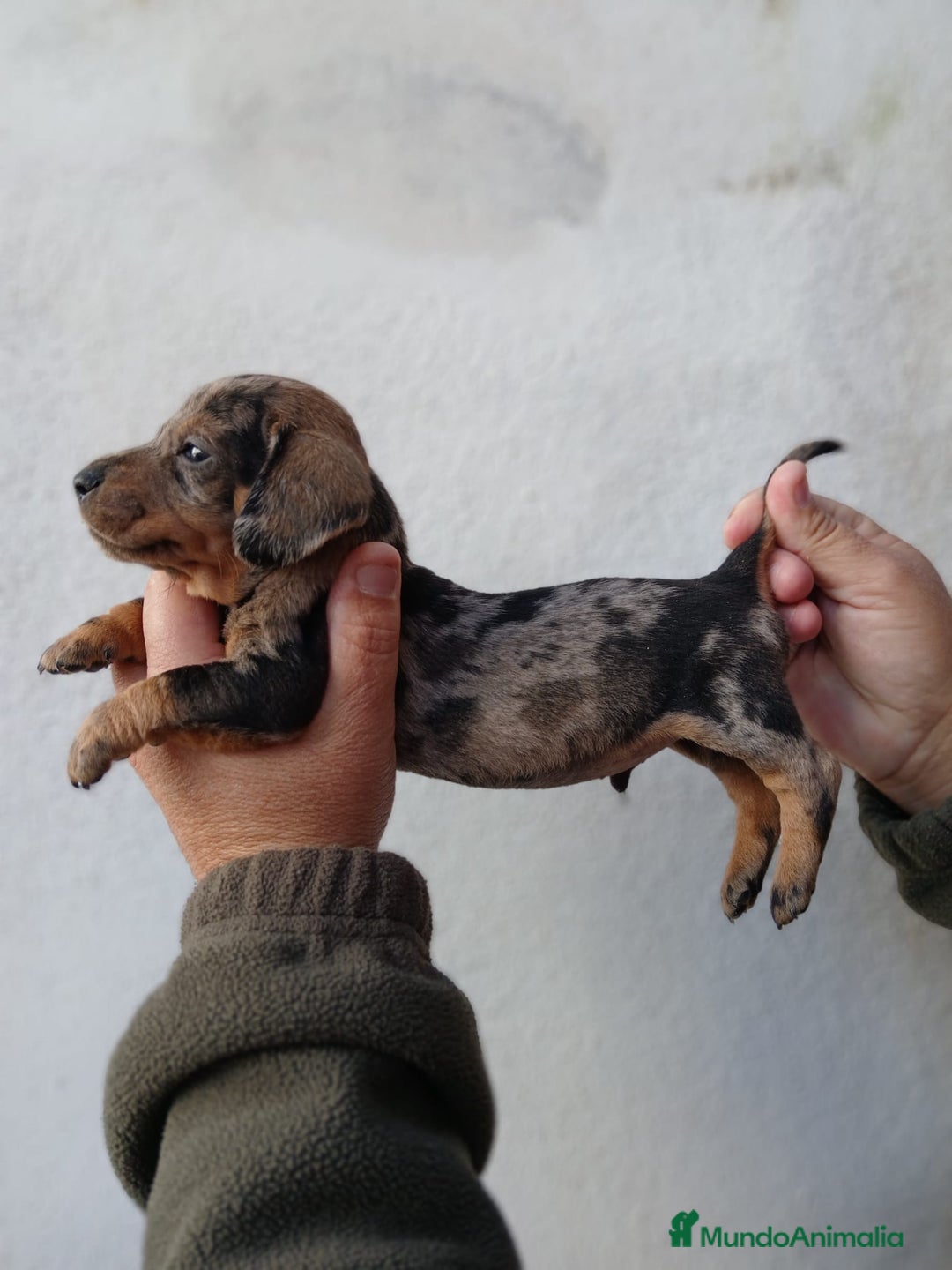 Teckel Miniatura perros en venta: camada teckel arlequín y todos los colores  - Anuncio 22