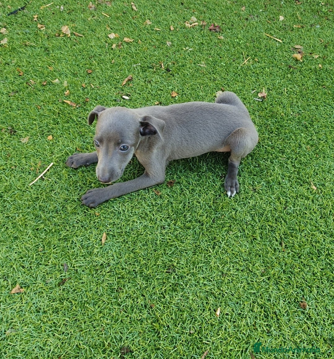 Pequeño Lebrel Italiano perros en venta: Galgo enano Italiano - Anuncio 5