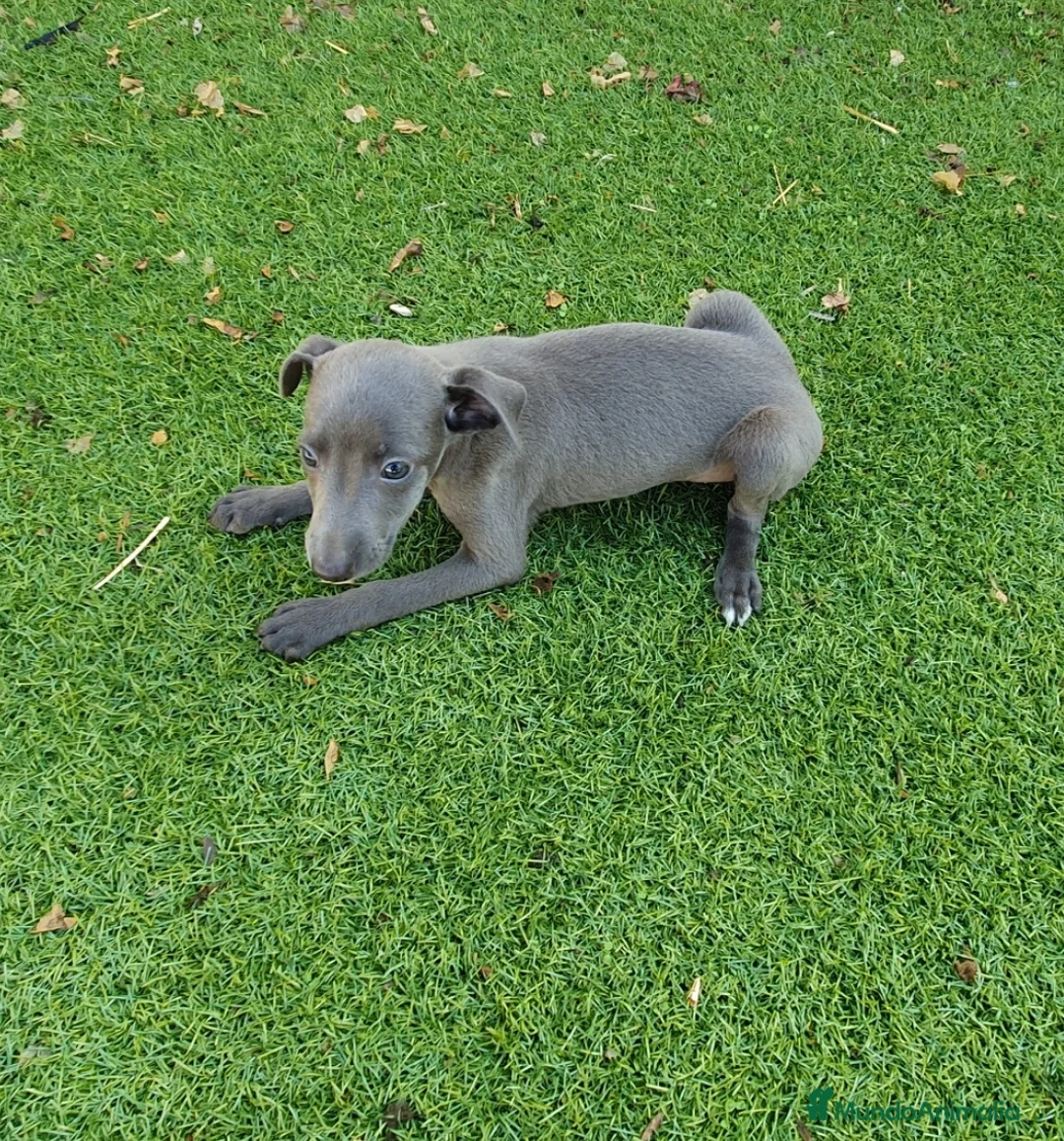 Pequeño Lebrel Italiano perros en venta: Galgo enano Italiano - Anuncio 5