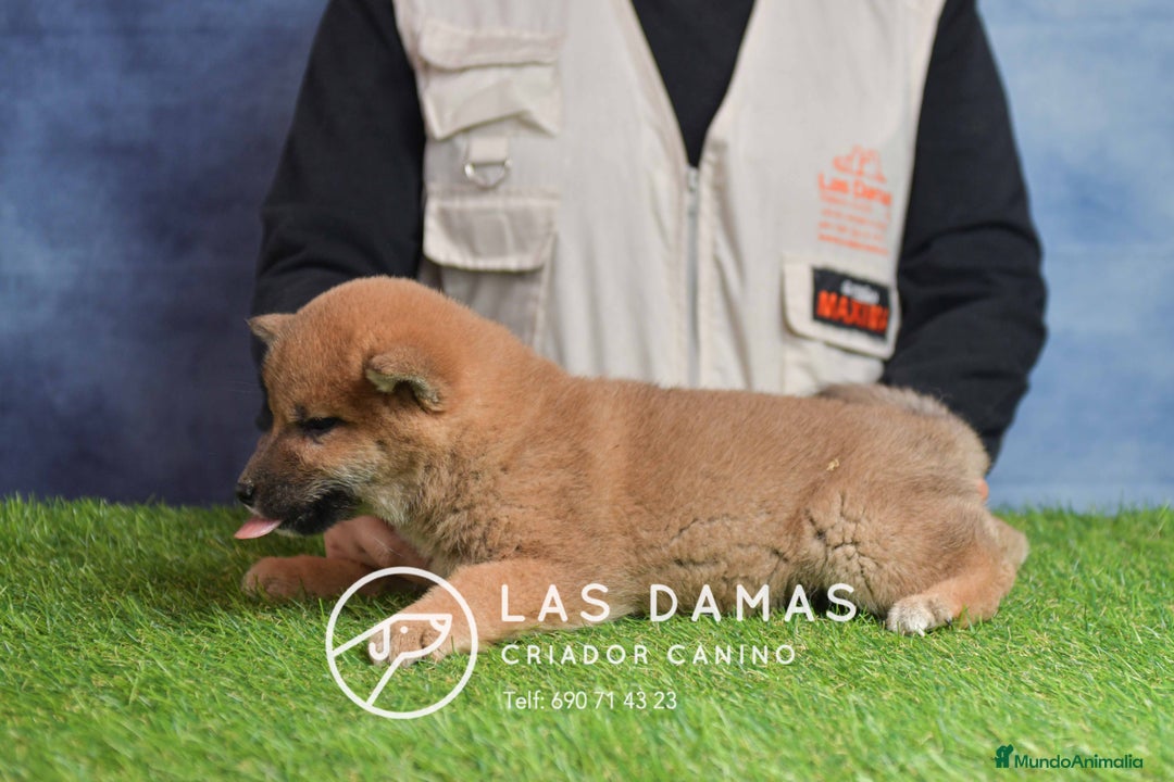 Shiba Inu perros en venta: SHIBA INU DISPONIBLES - Anuncio 1