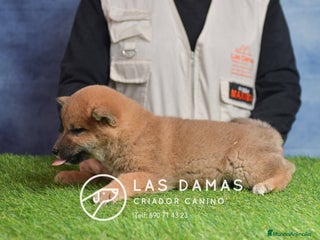 Shiba Inu perros SHIBA INU DISPONIBLES - Anuncio 7