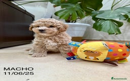 Caniche Toy perros en venta: Caniches toy - Imagen 1