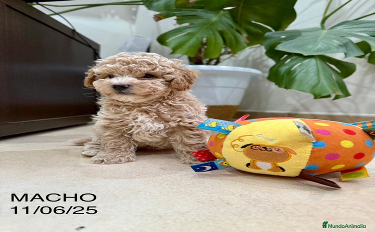 Caniche Toy perros - Propaganda 11