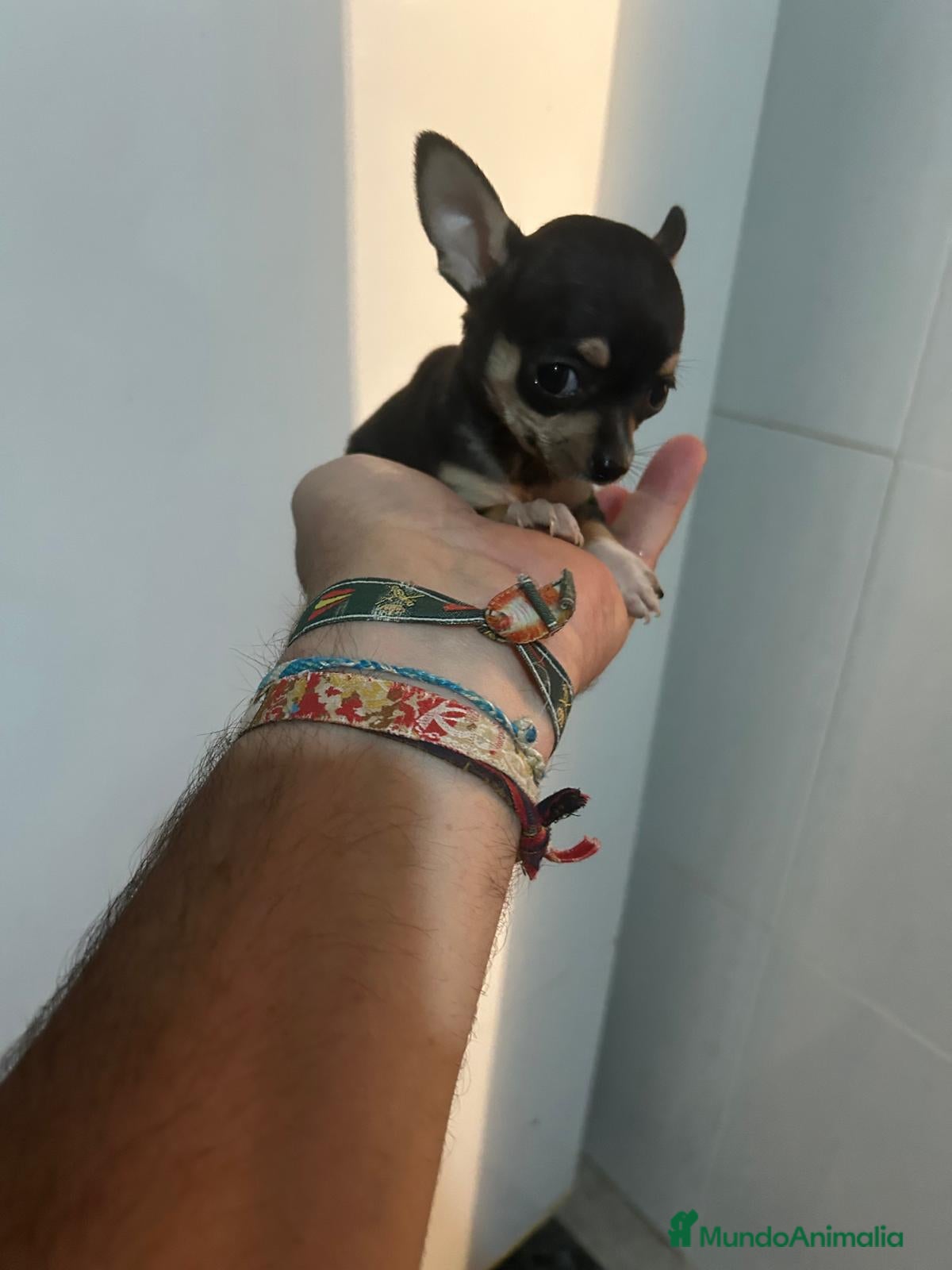 Chihuahua perros Chihuahuas micro toy máxima calidad - Anuncio 1