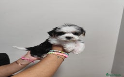 Yorkshire Terrier perros en venta: Yorkshire con Bichón (MORKIE) - Imagen 2