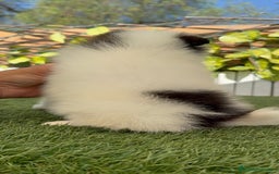 Pomerania perros en venta: POMERANIA HEMBRA BLANCA Y NEGRA - Imagen 6