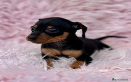 Pinscher Miniatura perros en venta: Minipincher hembra  - Imagen 1