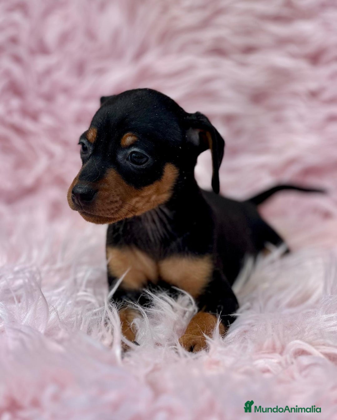 Pinscher Miniatura perros en venta: Minipincher hembra  - Imagen 1