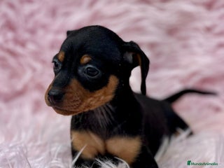 Pinscher Miniatura perros - Anuncio 11