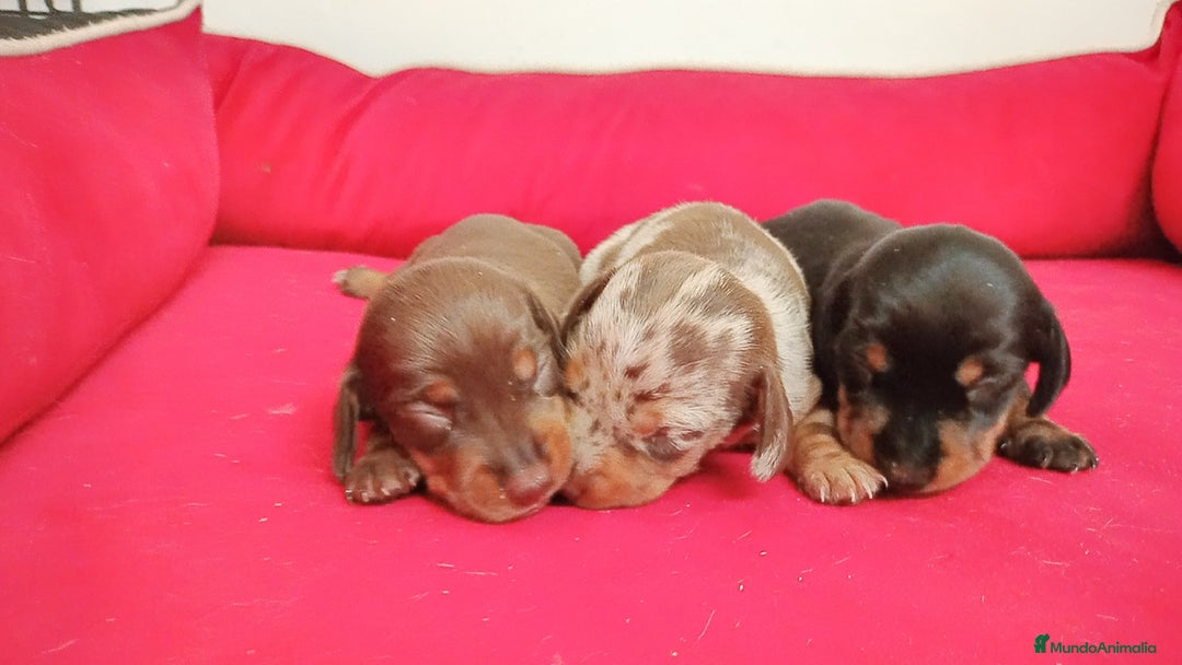Teckel perros en venta: Teckel  - Imagen 1