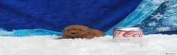 Caniche Toy perros en venta: PRECIOSOS CANICHE  ROJO LINEA TOY  - Anuncio 9