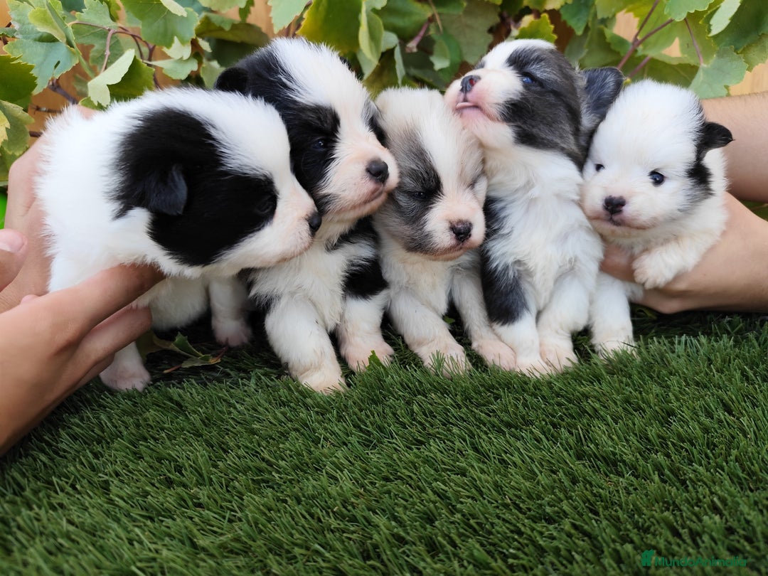Raza Mixta perros en venta: Mini bordercollie ( borderpom) - Imagen 10
