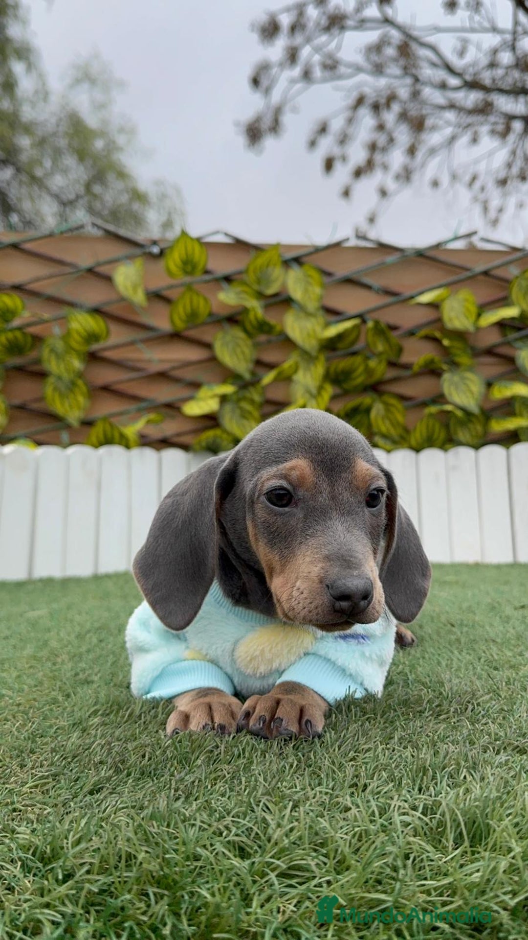 Teckel Miniatura perros en venta: TECKEL MINIATURA BLUE - Anuncio 13