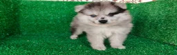 Pomerania perros en venta: pomerania - Anuncio 8