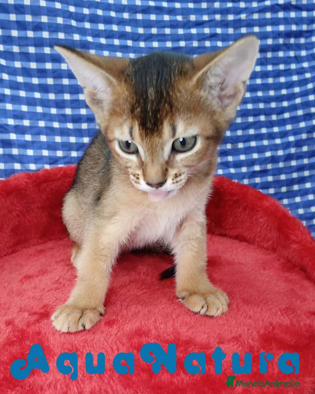 Abisinio gatos en venta: Abisinio Hembra de Mia 4175 - AQUANATURA en Barcelona - Anuncio 5