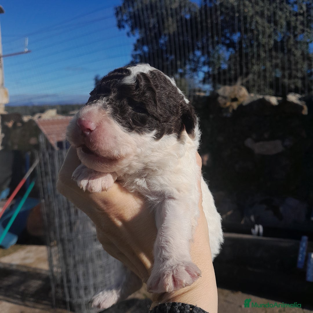 Perro de Agua Español perros en venta: PERRO DE AGUA ESPAÑOL - Anuncio 9