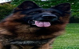Pastor Alemán perros en venta: Espectacular cachorro de pastor alemán  - Imagen 3