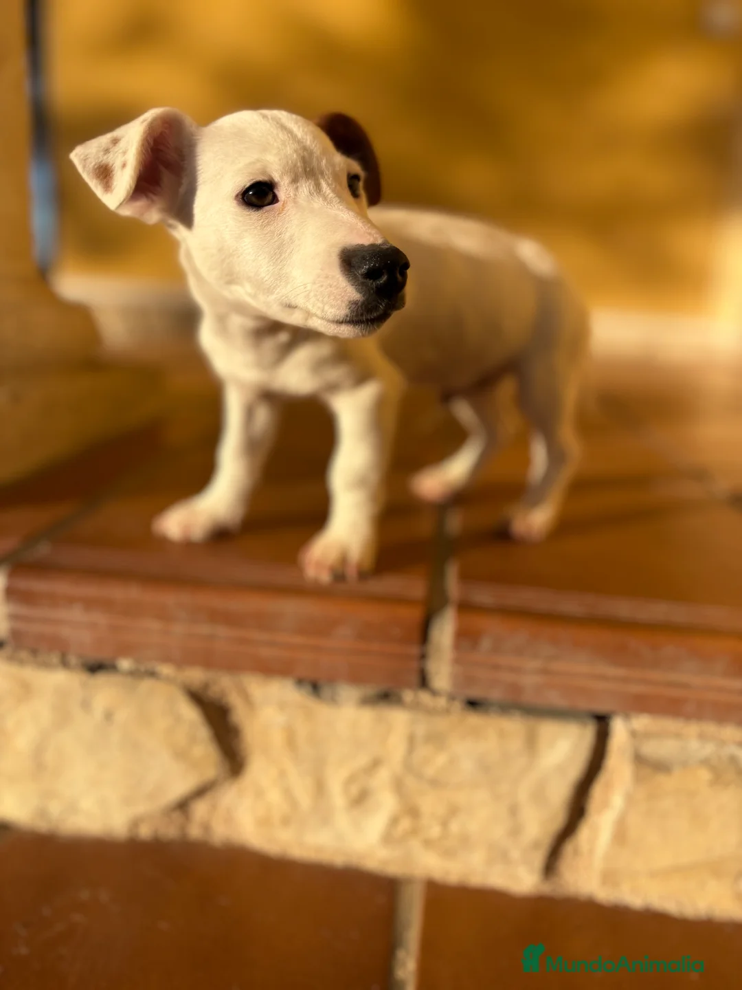 Jack Russell Terrier perros en venta: Cachorro macho de Jack Russell  - Anuncio 20
