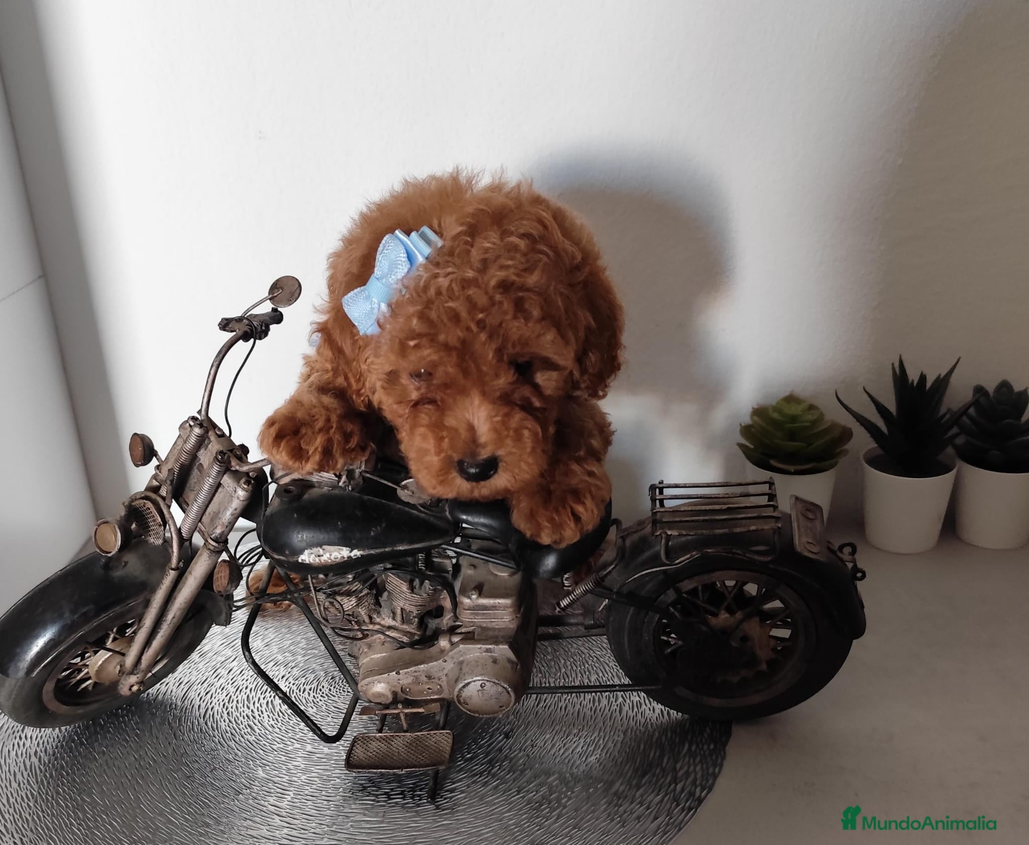 Caniche Toy perros CANICHE HEMBRA ROJA  en Madrid - Anuncio 2