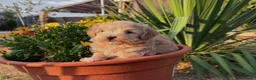 Maltipoo perros en venta: Maltipoo macho disponible !!! - Anuncio 6