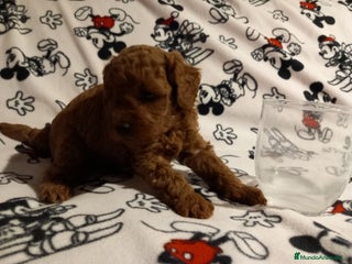 Caniche Toy perros - Anuncio 21