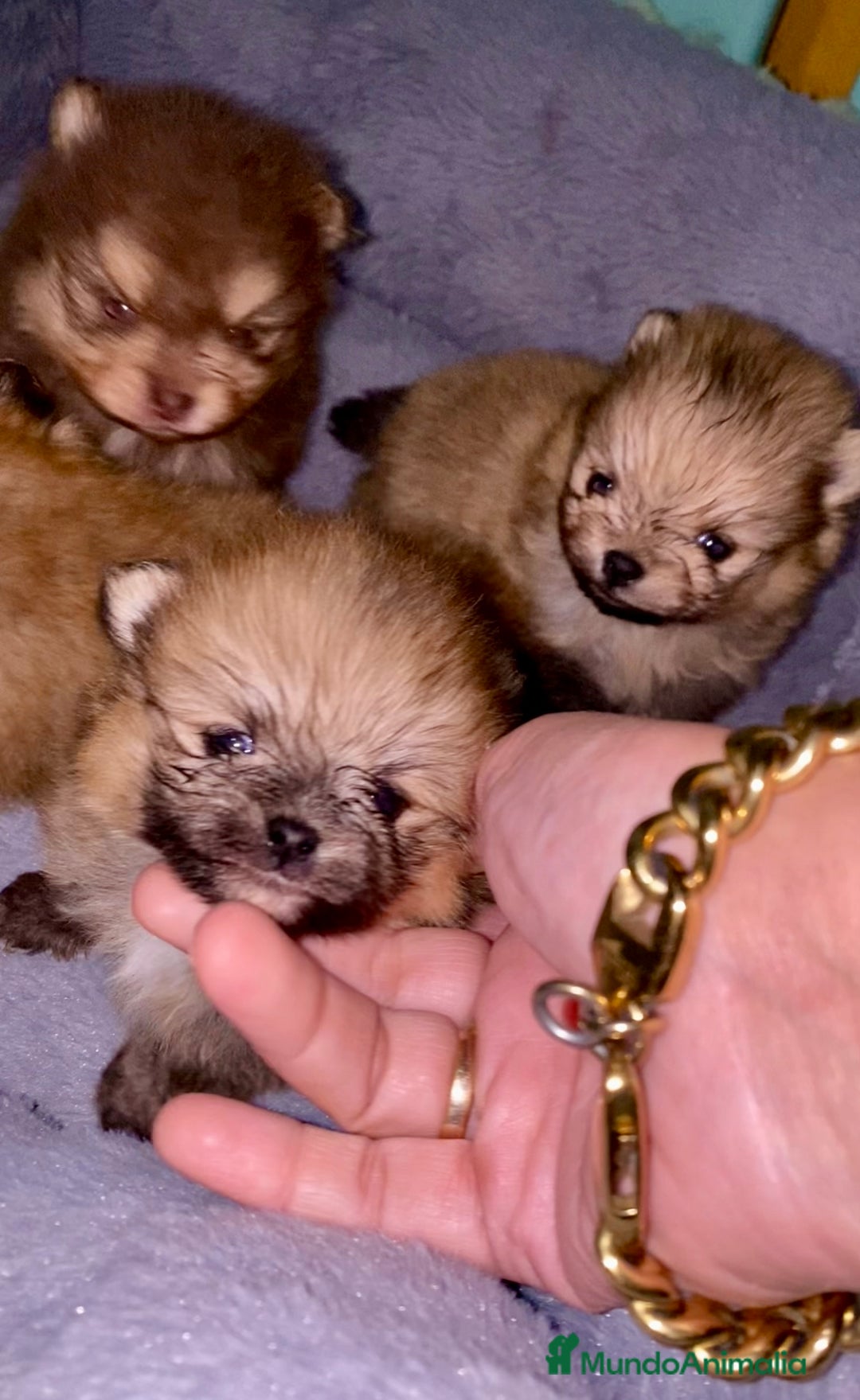 Pomerania perros en venta: Pomerania miniatura  - Anuncio 4