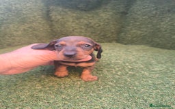 Teckel perros en venta: camada teckel canichen varios colores  - Imagen 4