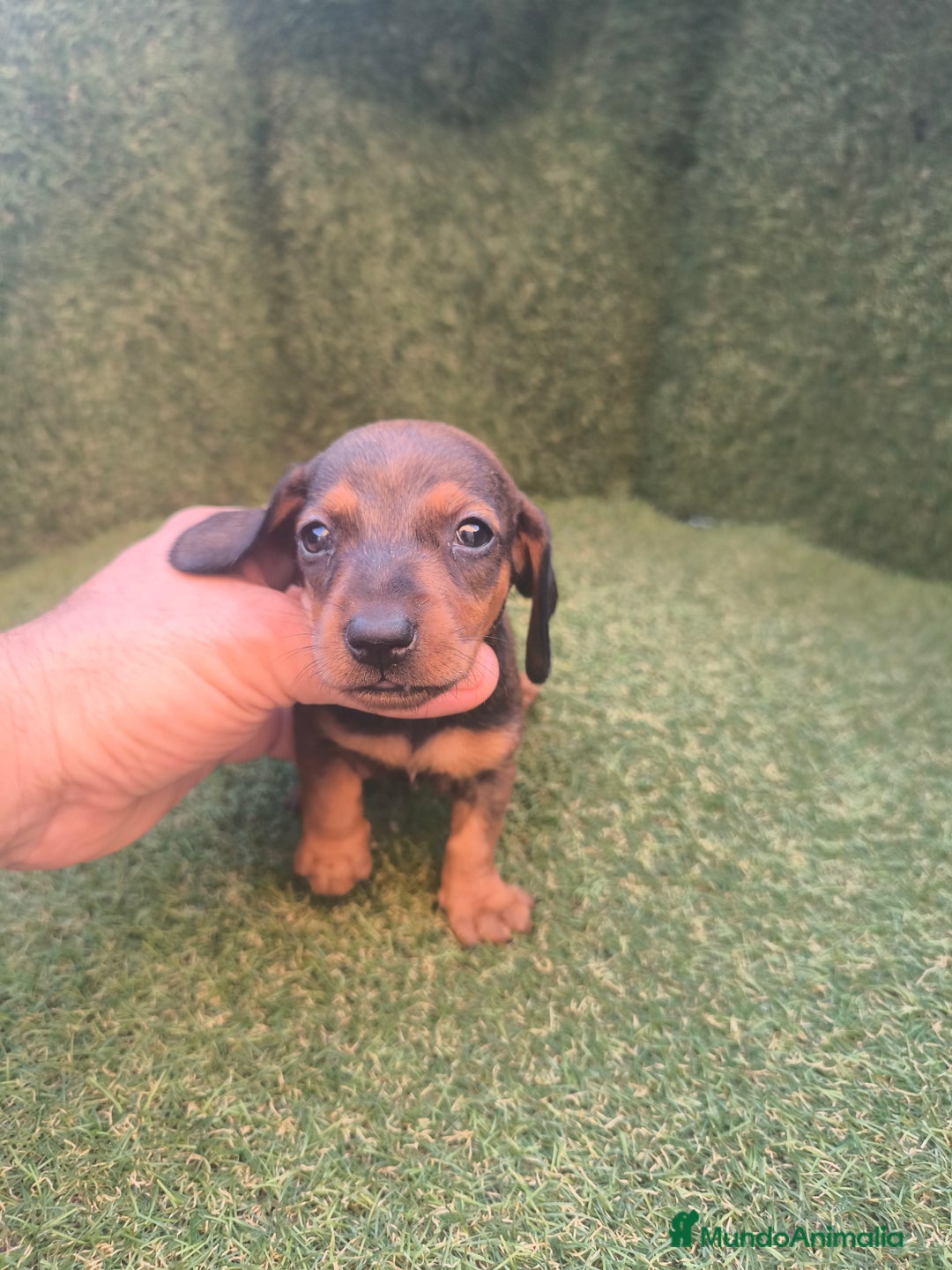 Teckel perros en venta: camada teckel canichen varios colores  - Imagen 4