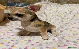 Chihuahua perros en venta: Chihuahua toy merle  - Imagen 1