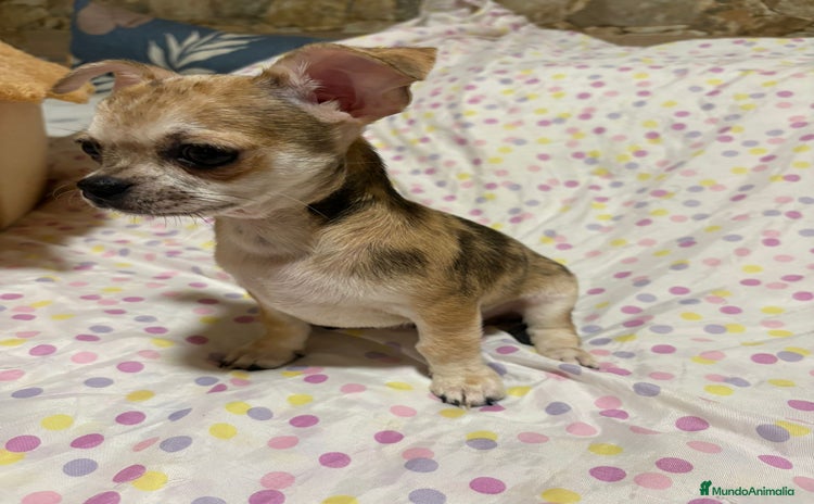 Chihuahua perros - Anuncio 4