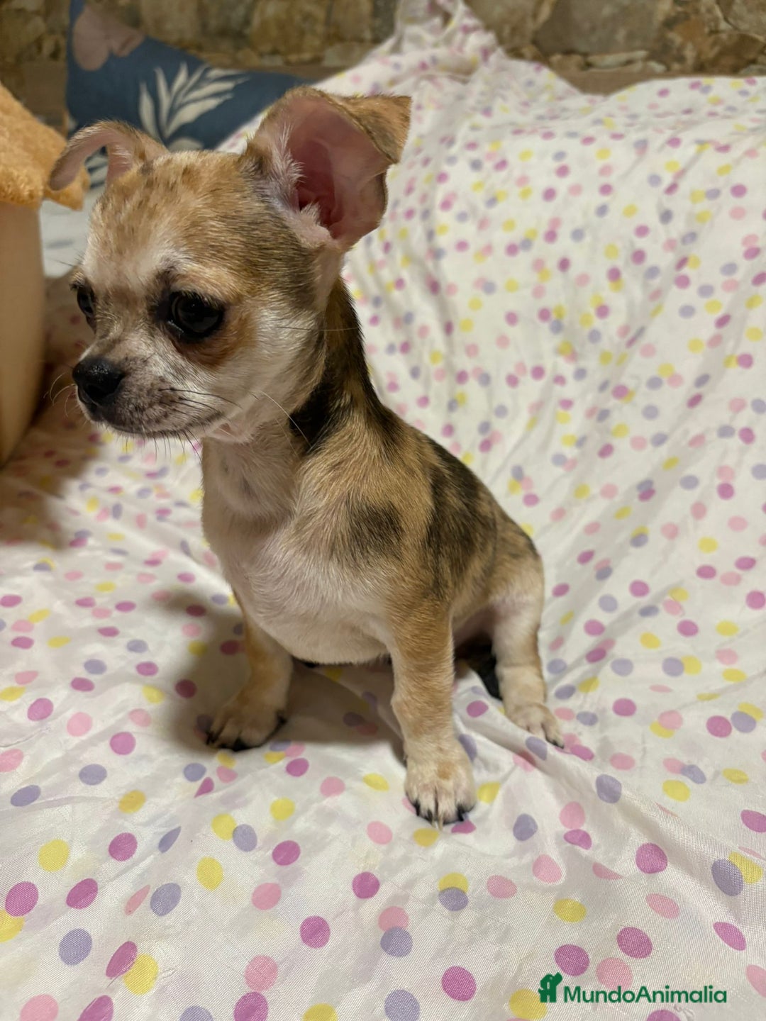 Chihuahua perros en venta: Chihuahua toy merle  - Imagen 1