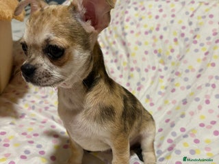Chihuahua perros - Anuncio 17
