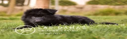 Pastor Alemán perros en venta: Pastor alemán color negro disponibles - Anuncio 4