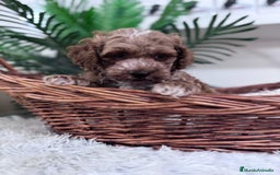 Caniche Toy perros en venta: CANICHE TOY MACHO - Imagen 8