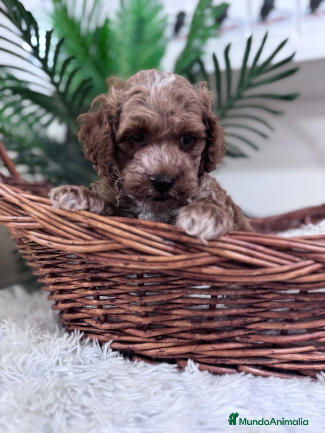 Caniche Toy perros en venta: CANICHE TOY MACHO - Imagen 8